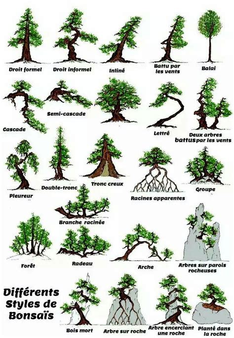 Types Of Bonsai Tree Styles