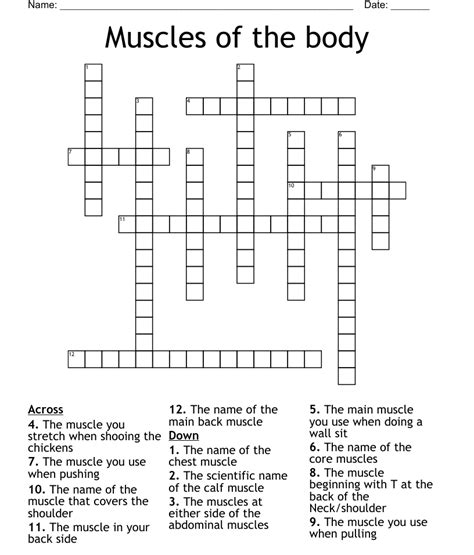 Muscles Of The Body Crossword Wordmint