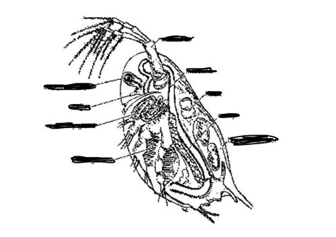 BIOL 1021 - Anatomy of Daphnia Diagram | Quizlet