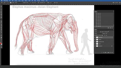 Elephant Skeleton Diagram