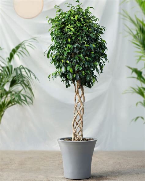 20 Best Indoor Trees To Grow In Your Home