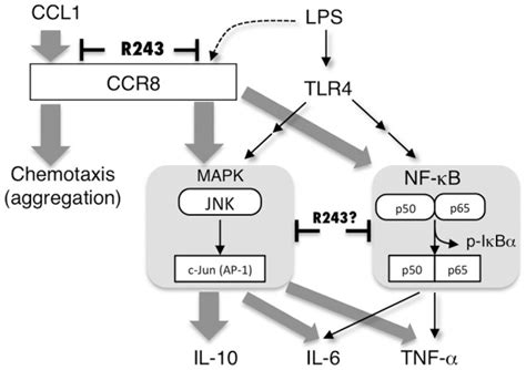 Lps Triggers Tlr Signaling And Induces Nf B And Mapk Activation