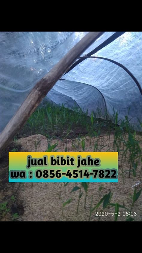 Jual Bibit Jahe Di Jogja Call Afif Jaya Fa Flickr