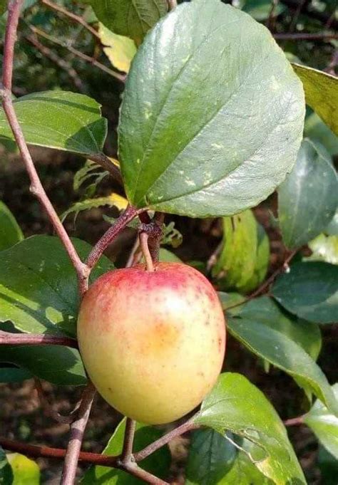 Cloud Farm Red Kashmiri Sinduri Apple Ber Plant Hybrid And Grafted Live