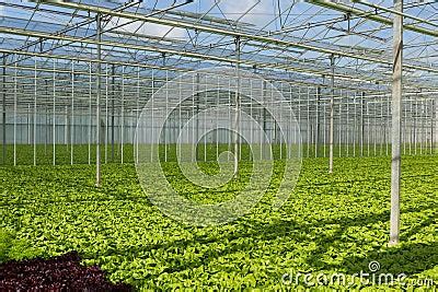 Lettuce Greenhouse Stock Photos - Image: 24167043