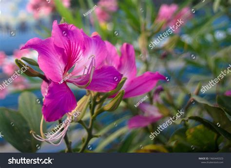 5,166 Bauhinia Purpurea Images, Stock Photos & Vectors | Shutterstock