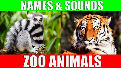 ZOO ANIMALS Names and Sounds to Learn for Kids, Preschoolers and ...