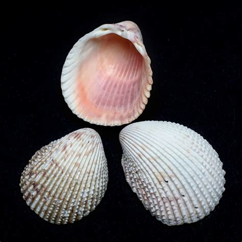 Curious Collectors Of Clam Shells Identification And Interesting Facts Hubpages