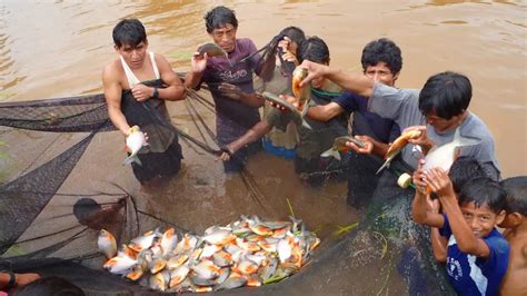 Huánuco Proyectan producción de 250 toneladas de peces amazónicos para