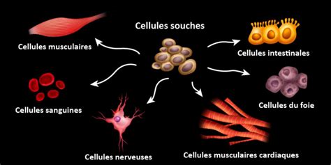 Clinique Phytoscience Cameroun Traitement Par Les Cellules Souches