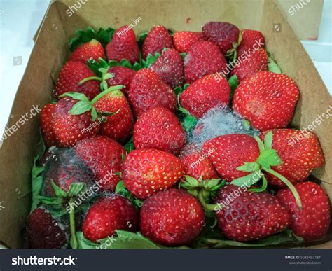 Rotten Strawberries Covered Mold Fungus Spoiled Stock Photo