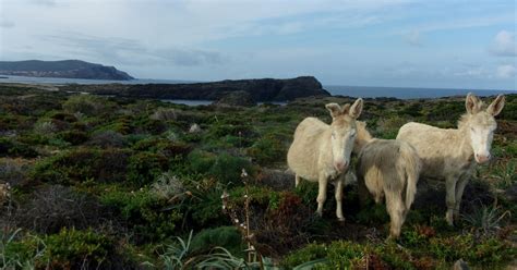 Asinara In Bike Tour In Bici Alla Scoperta Del Parco Getyourguide