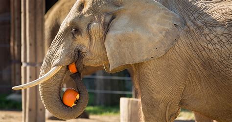 Images Of Elephants Eating