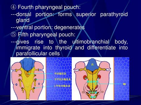 Ppt Chapter 24 Development Of Digestive And Respiratory System