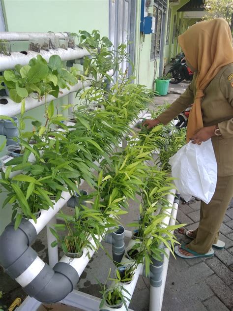 Makalah Hidroponik Kangkung - BELAJAR BIKIN MAKALAH