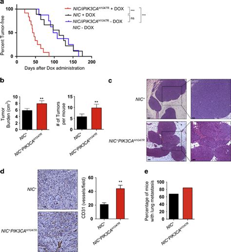 Mutant Pik Ca Cooperates With Her To Accelerate Mammary Tumor