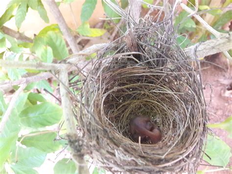 White Browed Bulbul Chick Aneesh Pandian Flickr