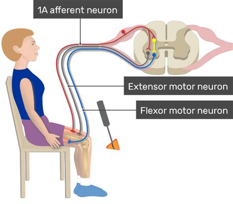 Stretch reflex (myotatic reflex): Definition, pathway | GetBodySmart