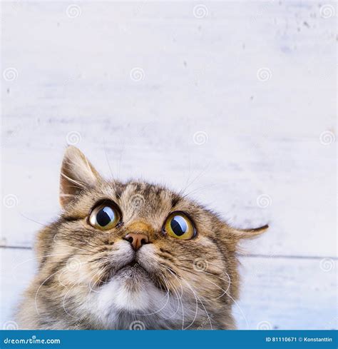 Frightened And Surprised Gray Cat Looking Up With Wide Open Eyes Stock Image Image Of Looking