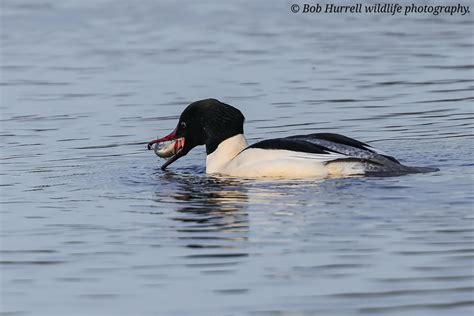 Male Goosander With Fish Lunt Meadows Bob Hurrell Wildlife Flickr