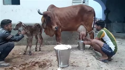 Highest Milk Producing Cow