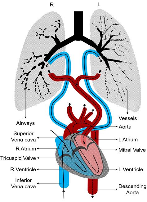 The Heart And The Lung As Interconnected Linearly Arranged Systems