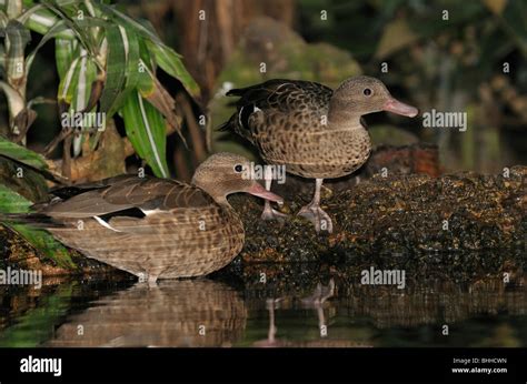 Madagascar Teal Anas Bernieri Stock Photo Alamy