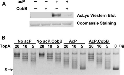 CobB deacetylation counters the effect of acetyl phosphate mediated ...