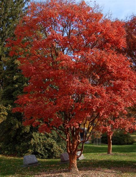 Acer Griseum Paperbark Maple Fall Color Grows To 30 Feet Decorating Idaho Red Maple Tree