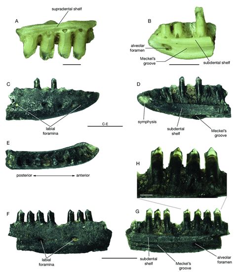 -Lacertidae indet. from the lower Oligocene (early Rupelian) of the ...