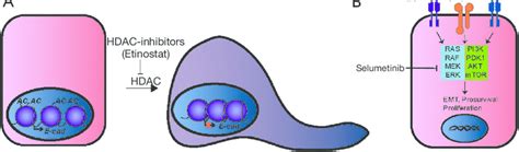 Inhibition Of Emt In Nsclc Cells A The Hdac Inhibitor Entinostat