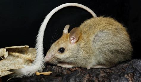 7 Clever Aussie Native Rodents Australian Geographic