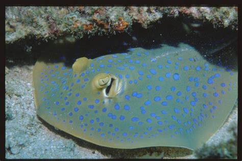 Bluespotted Toadfish Omegophora Cyanopunctata Hardy Hutchins 1981