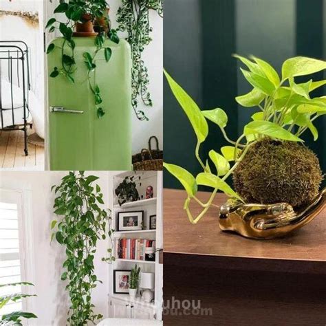 23 méthodes innovantes pour cultiver des pothos chez vous Whouhou