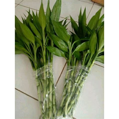 Jual Bambu Hoki Sri Rejeki Perbatang Tanaman Hias Shopee Indonesia