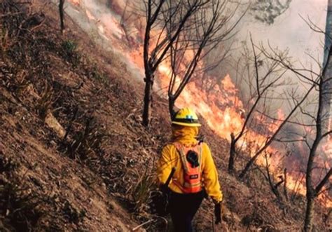 Más de 24 mil hectáreas de bosque han sido devoradas por incendios