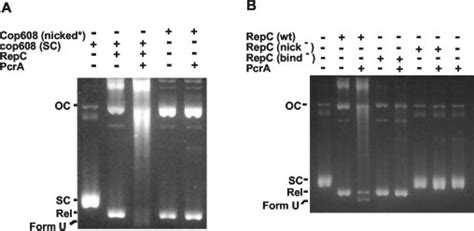 Characterization Of The Dna Unwinding Activity Of Pcra A Unwinding Of