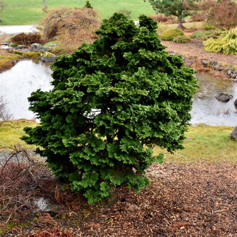 Dwarf Hinoki Falsecypress Indy Plants