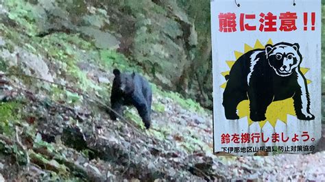 【熊に遭遇】登山道で熊に遭遇 Bear 熊 出没 Youtube