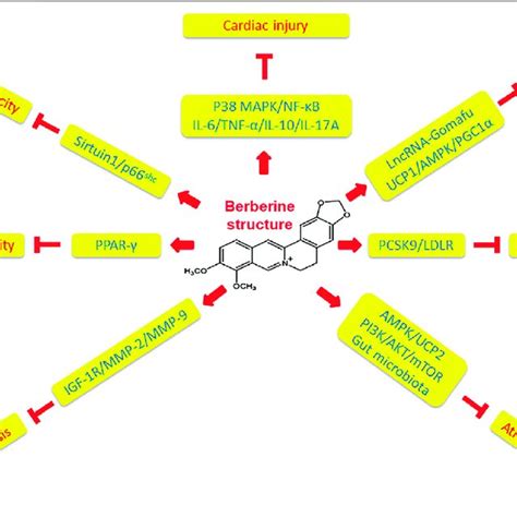 Mechanisms Of Berberine Affecting Atherosclerotic Cardiovascular