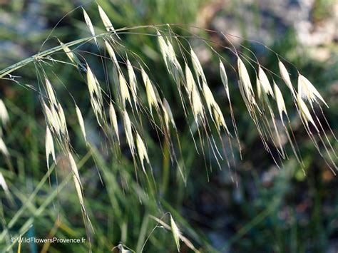 Avena Sterilis Wild In Provence