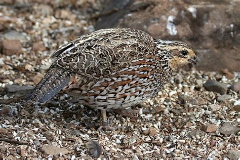 Northern Bobwhite Female Side View Erin Flickr