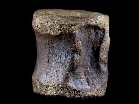 1.5 Brachylophosaurus Fossil Vertebrae Bone Cretaceous Dinosaur Judith ...