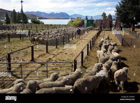 sheep  herded    zealand farming  horticulture sheep