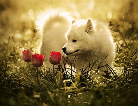 Cute Baby Wolf Wallpapers - Wallpaper Cave