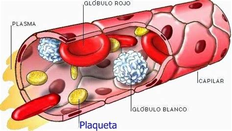 Plaquetas Significado FunciÓn Valores Y Enfermedades Aparato