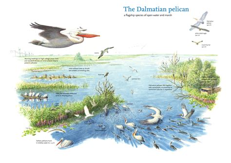 Dalmatian pelicans benefit from nesting platforms | Rewilding Europe