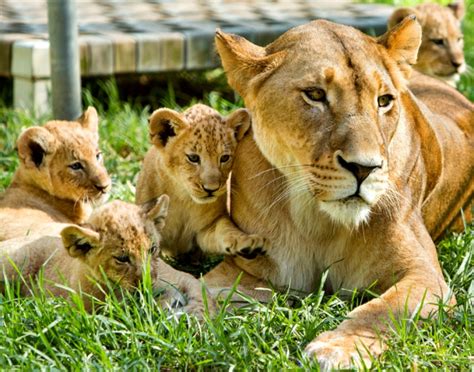 One, Two Three, Four Little Lion Cubs - ZooBorns