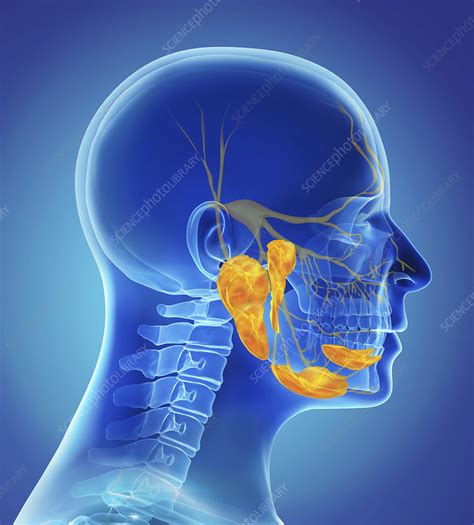 Salivary Glands Cartoon