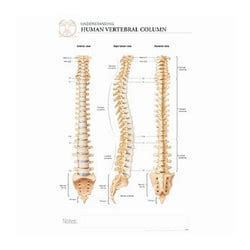 Body Scientific International Post It Anatomy Of Human Vertebrae